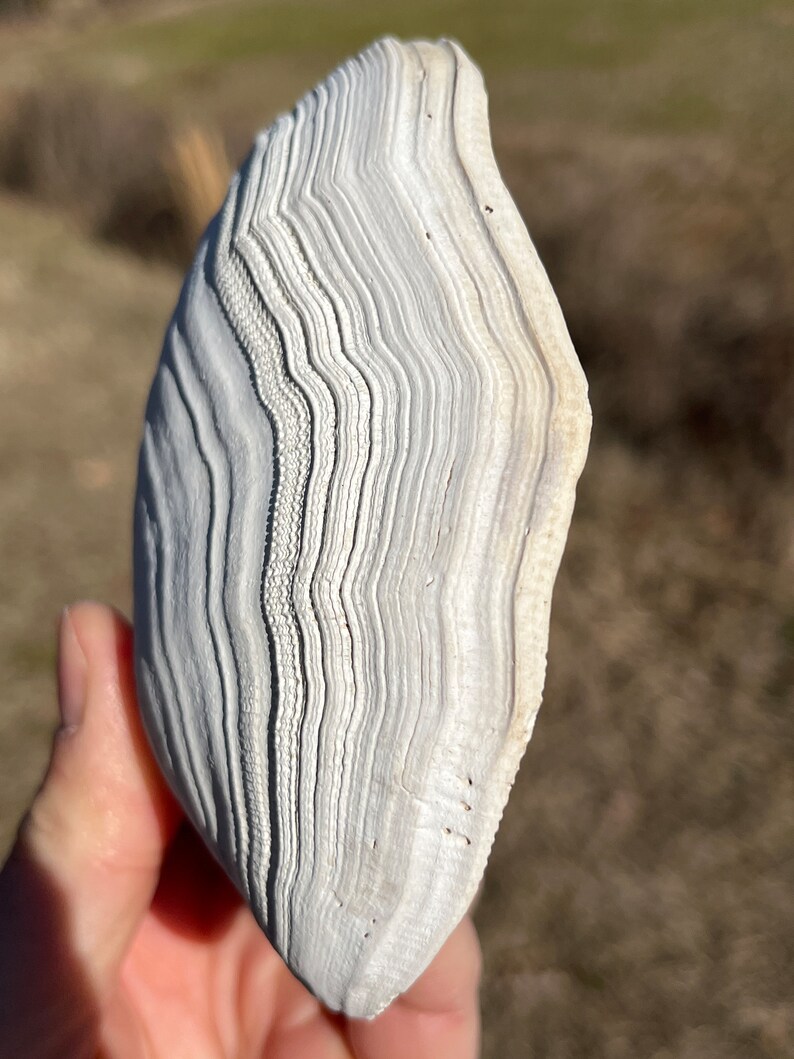 Creamy White Large North Carolina Bivalve Clam Fossil / Mysticeti Rib