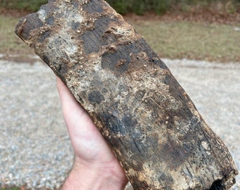 1 Massive Authentic / Real / Extinct /Fossilized Mysticeti Rib Bone, NOT MODERN, Found firsthand diving an inland River in North Carolina!