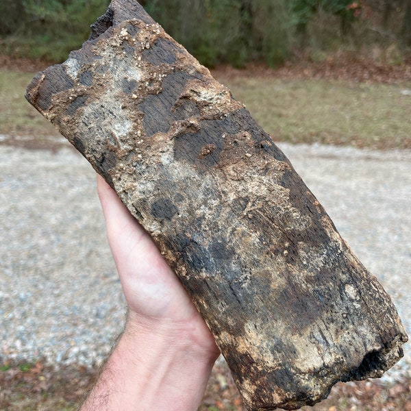 1 Massive Authentic / Real / Extinct /Fossilized Mysticeti Rib Bone, NOT MODERN, Found firsthand diving an inland River in North Carolina!