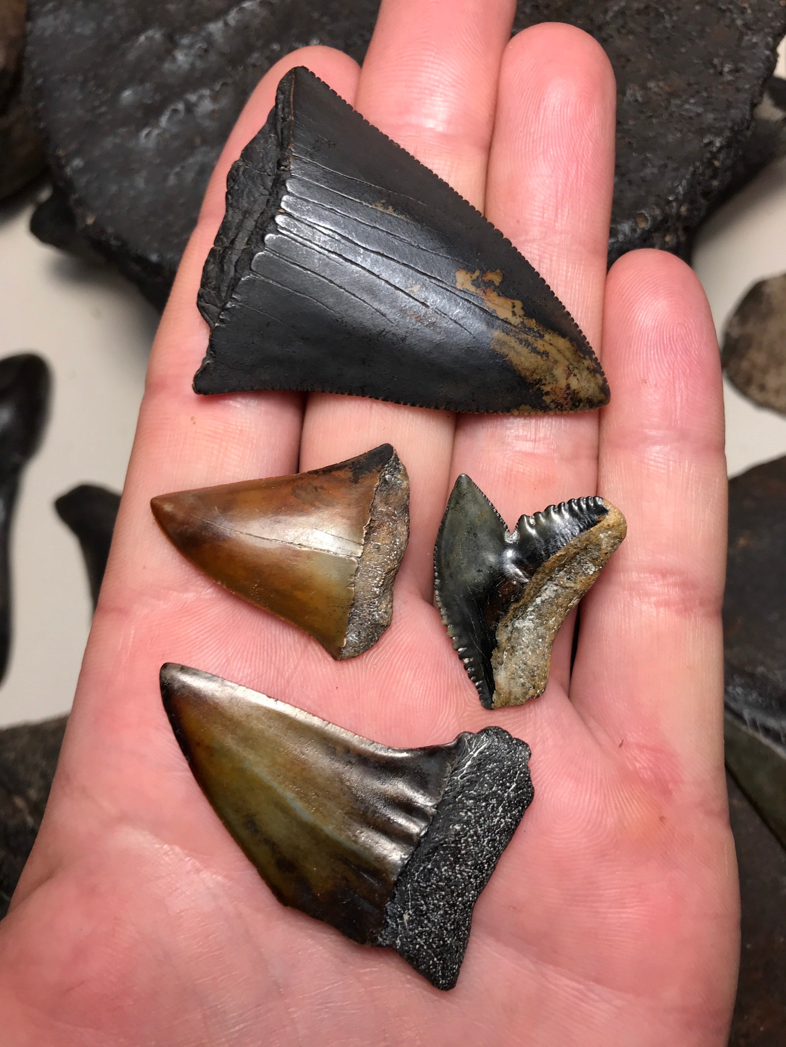 Set of 4 Fossilized Shark Teeth found firsthand diving the Tar Etsy