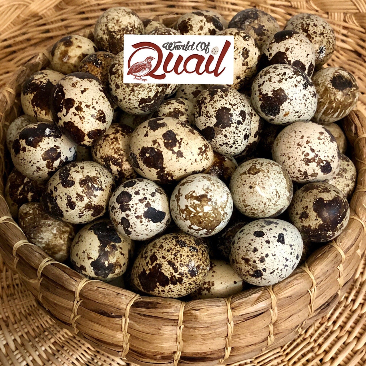 45 Coturnix Quail Eggs Eating Farm Fresh Healthy  ***SUPERFOOD*** 