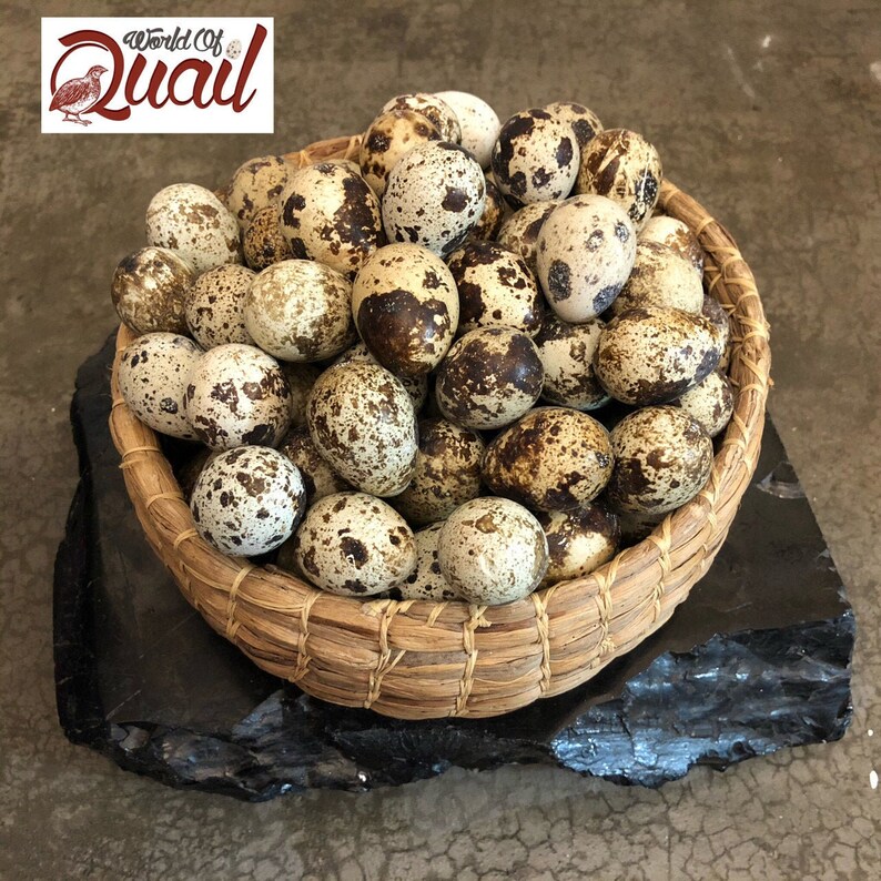 15 Quail Eggs Eating Farm Fresh Healthy SUPERFOOD Etsy