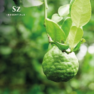 May include: A close-up of a green kaffir lime fruit hanging from a branch with green leaves. The fruit has a bumpy texture and is surrounded by lush foliage.