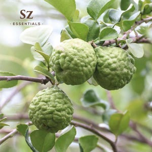 May include: Close-up of three green kaffir lime fruits on a branch with green leaves. The fruits have a bumpy texture and are growing on a tree.