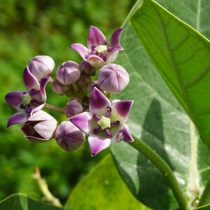 May include: Close-up of a cluster of purple and white flowers with green leaves in the background.