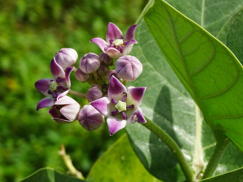 May include: Close-up of a cluster of purple and white flowers with green leaves in the background.