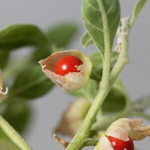 May include: Close-up of a red berry encased in a delicate, papery husk. The berry is surrounded by green leaves and stems, suggesting a plant or shrub.