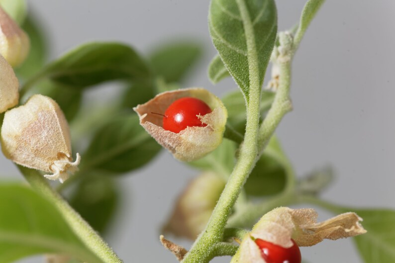 May include: Close-up of a red berry encased in a delicate, papery husk. The berry is surrounded by green leaves and stems, suggesting a plant or shrub.