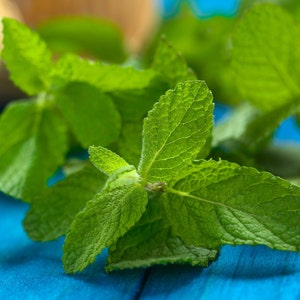 Puede incluir: Hojas de menta verde frescas sobre un fondo azul. Las hojas est&aacute;n dispuestas en un grupo, algunas superpuestas.
