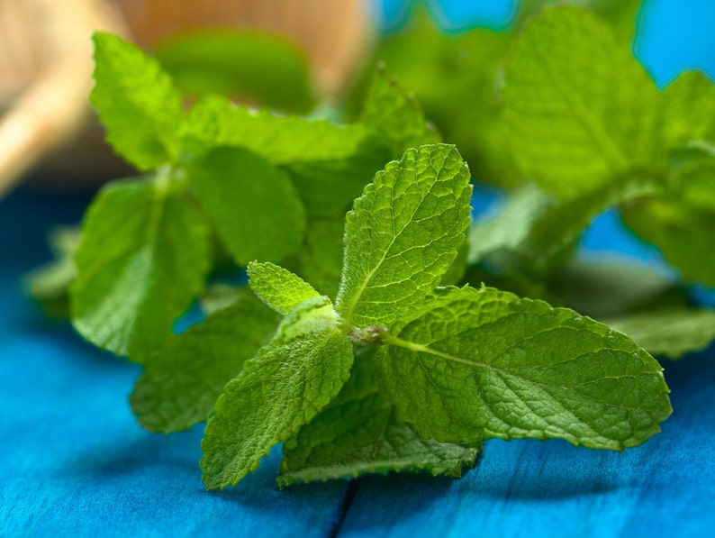 Puede incluir: Hojas de menta verde frescas sobre un fondo azul. Las hojas est&aacute;n dispuestas en un grupo, algunas superpuestas.