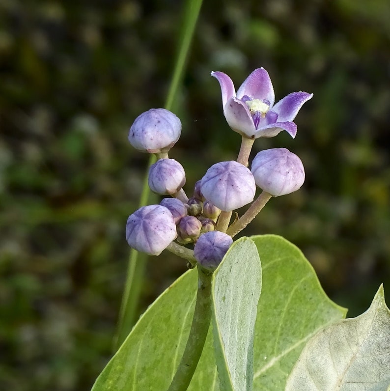 May include: A close-up of a purple flower with several round, purple buds on a green stem. The flower has five petals and a yellow center.