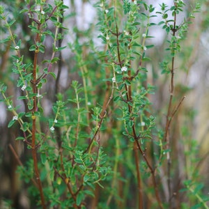 Puede incluir: Primer plano de un parche de plantas verdes con peque&ntilde;as flores blancas. Las plantas tienen tallos delgados y hojas delicadas.