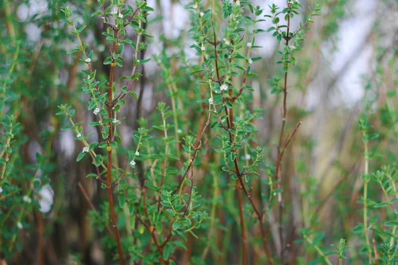 Puede incluir: Primer plano de un parche de plantas verdes con peque&ntilde;as flores blancas. Las plantas tienen tallos delgados y hojas delicadas.