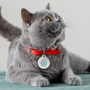 May include: A gray cat wearing a red collar with a round white tag that says "Pet Name" and "Phone Number".