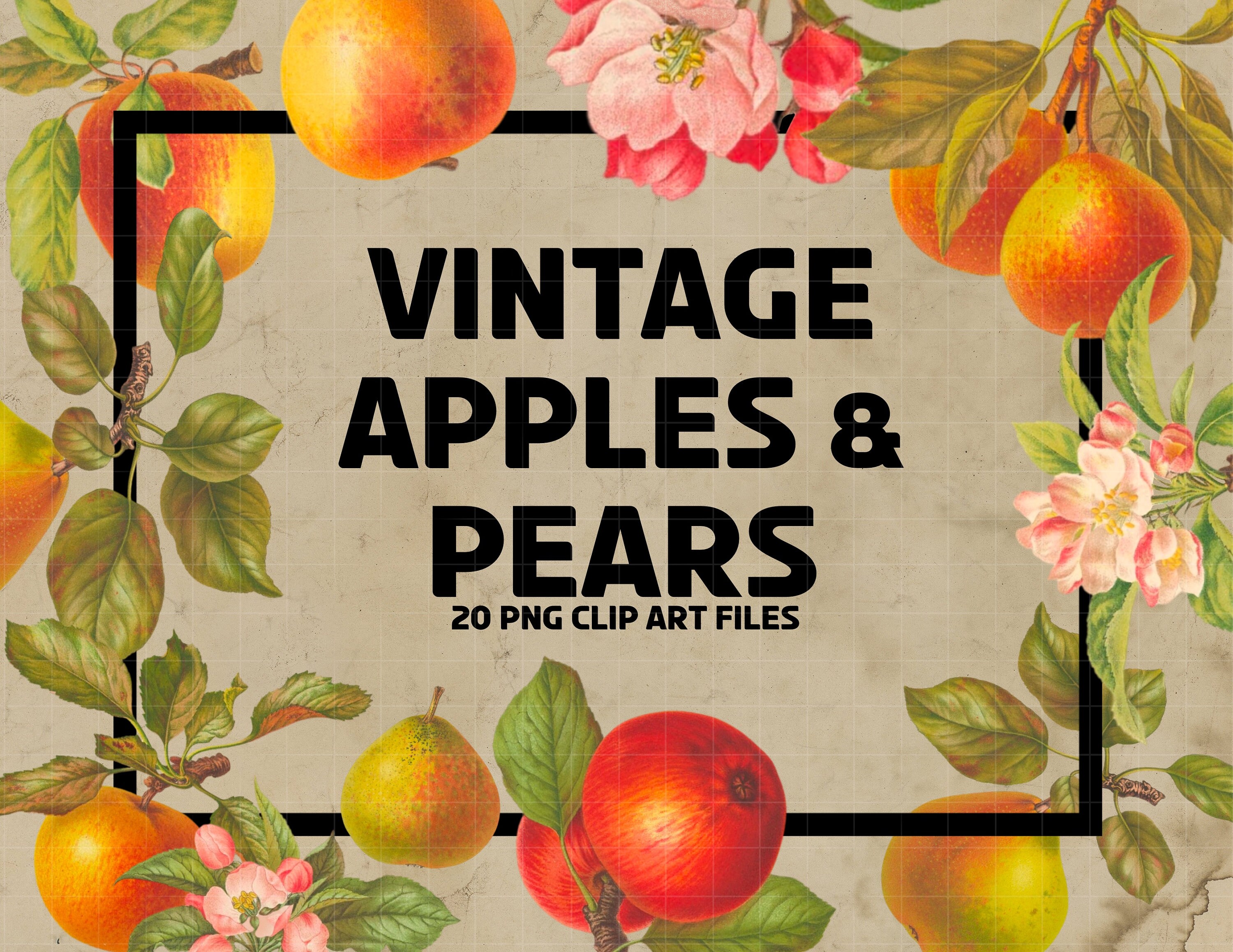 20 Vintage Apples & Pears PNG Clip Art Digital Files Etsy