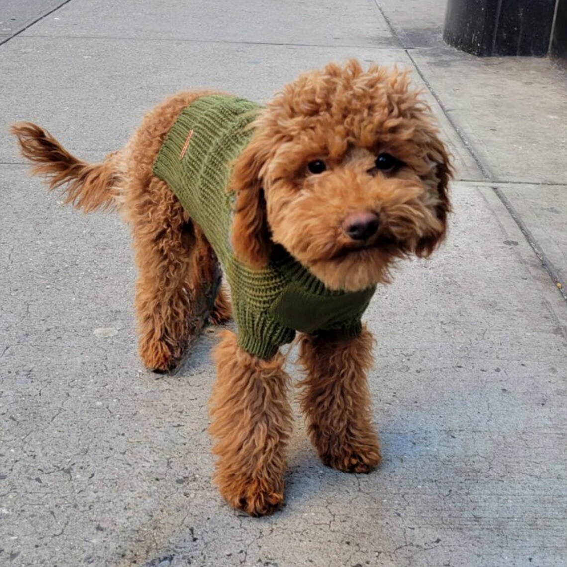 Turtleneck Knitted Dog Sweater With Sleeves. Soft Cozy and - Etsy