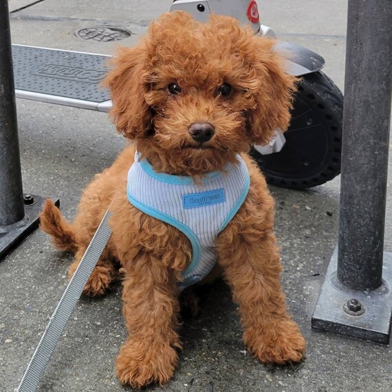 Light Blue Dog Harness Stylish Small Dog Harness for Long Etsy