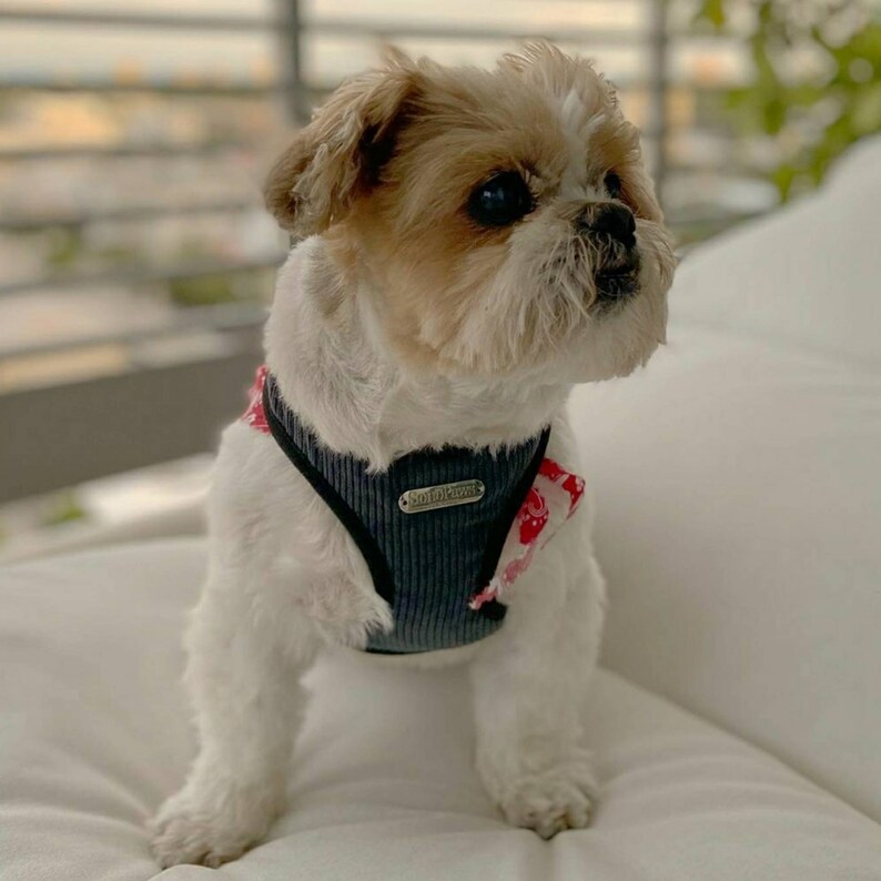 Cozy for cold winter! Dog Adjustable Harness /& Leather Leash Set with Soho Paws Charm Small XS Medium or Large Perfect for Girls and Boys