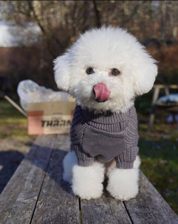 Knitted Dog Sweater Fall winter Turtleneck Warm Soft for Small