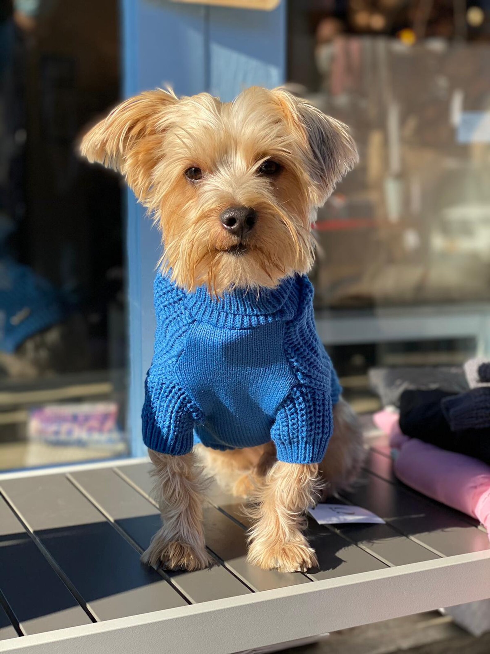 Turtleneck dog knitted sweater with sleeves. Cozy soft and Etsy