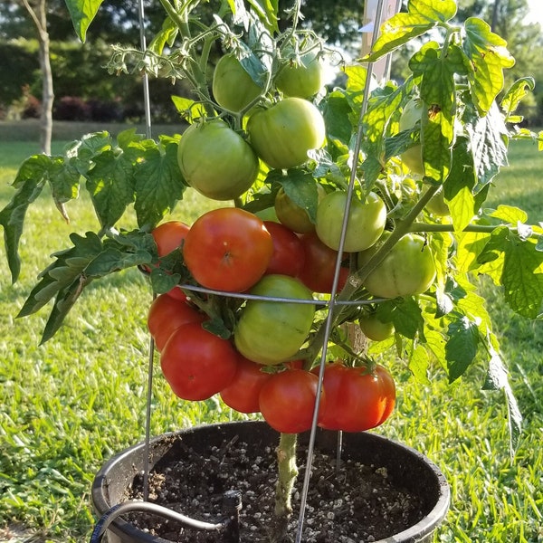 Juni Tomato Seeds