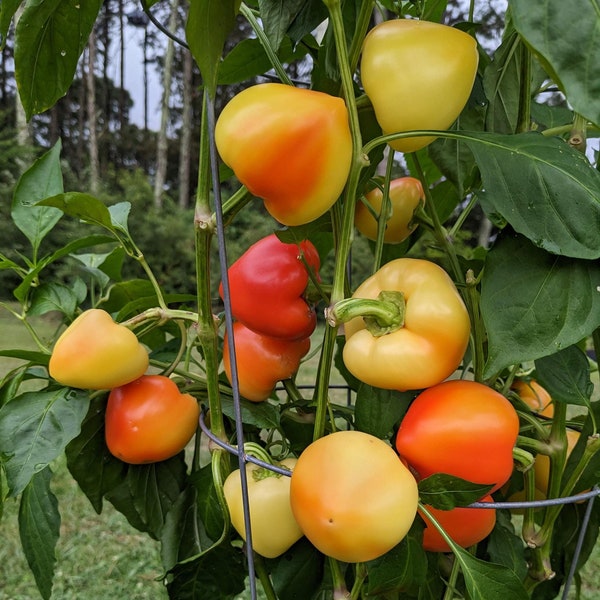 Somborka Pepper Seeds