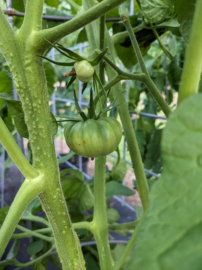 Ernie's Round Tomato Seeds - Etsy