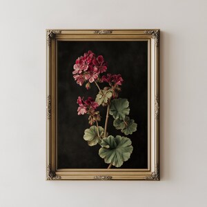 May include: A framed botanical print featuring a detailed illustration of a geranium plant with vibrant red flowers and green leaves against a dark background. The frame is gold with ornate detailing, adding a classic touch.