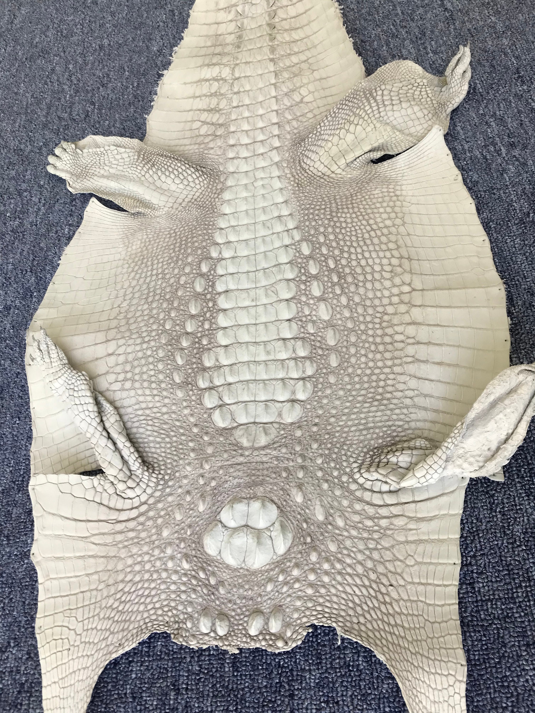 Alligator Crocodile White Handmade Hide Pelt Soft Leathercraft Etsy