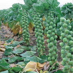 Brussels sprouts seeds, 300000 heirloom seeds,Brussels sprouts seeds, Ukrainian organic seeds SW31