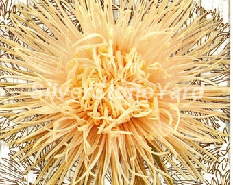 Asternaaldzaden, 150 zeldzame asterzaden, Aster Brunhilde SW928