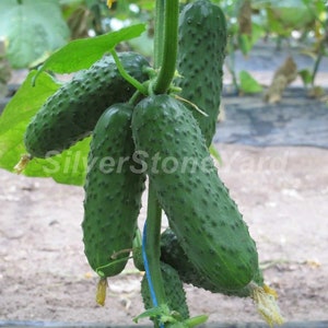 May include: A bunch of green cucumbers growing on a vine. The cucumbers are bumpy and have a dark green color.