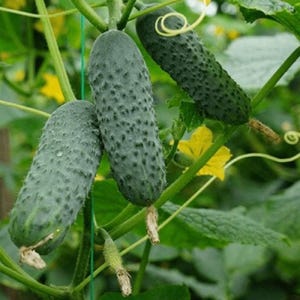 Puede incluir: Tres pepinos de color verde oscuro y superficie rugosa que cuelgan de una enredadera. Los pepinos tienen una piel texturizada y espinosa, unidos a tallos verdes con zarcillos finos y rizados. Una pequeña flor amarilla se ve cerca.