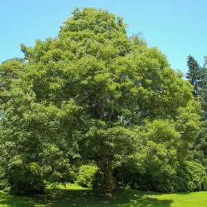 5 maple tree,Acer Pseudoplatanus,White Acer seeds,SW78 image 1