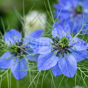 Caraway black seeds 5000  Black cumin  Ukrainian organic seeds SW820