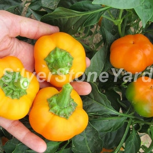 Sweet pepper seeds 1000 Ratunda Yellow pepper, Ukrainian organic seeds, SW947