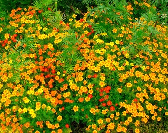 Mezcla mexicana de caléndula, caléndulas, semillas de flores de Tagetes, flor rayada; 0,1 gr,SW181