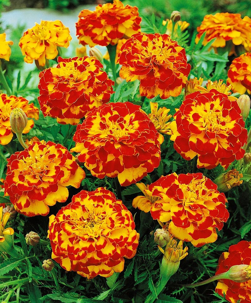 Marigold С†РІРµС‚