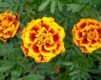 150 semillas de caléndula, marigold spray petite, semillas de flores de tagetes, flores rayadas, SW13