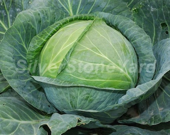 Semillas de repollo, 20000 semillas de reliquia, Repollo de cabeza blanca Amager, semillas orgánicas ucranianas SW968