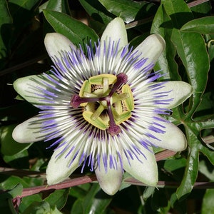 Passiflora Cavalier Star, 0,2g Passiflora seeds, organic seeds , SW593