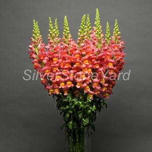 Semillas Snapdragon, 500 Snapdragon Tall ORANGE, semillas orgánicas ucranianas SW726