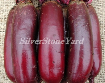 Beet seeds, 100000 rare seeds beetroot Table Cylinder, Ukrainian organic Seeds, SW695