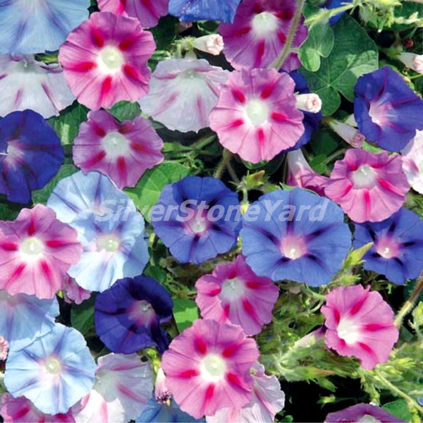 Semillas Morning Glory, 150 Ipomoea Mix Blue and Purple Star, semillas Ipomoea, semillas orgánicas ucranianas, SW54