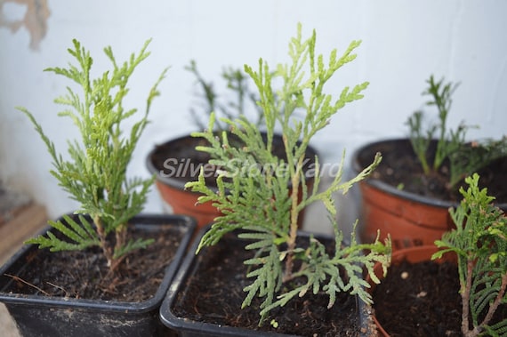 Thuja Occidentalis 25 Seeds Thuja Occidentalis Fastigiata Ukrainian Organic  Seeds SW784 - Etsy Finland