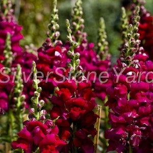 Snapdragon seeds, Snapdragon Tall RUBY,  0,1 g Ukrainian organic seeds SW727