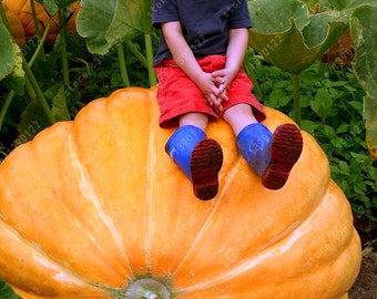 Puede incluir: Un niño de cabello castaño claro que viste una camiseta azul oscuro, pantalones cortos rojos y botas de goma azules está sentado sobre una calabaza naranja, redonda y enorme, en un huerto con grandes hojas verdes de fondo.