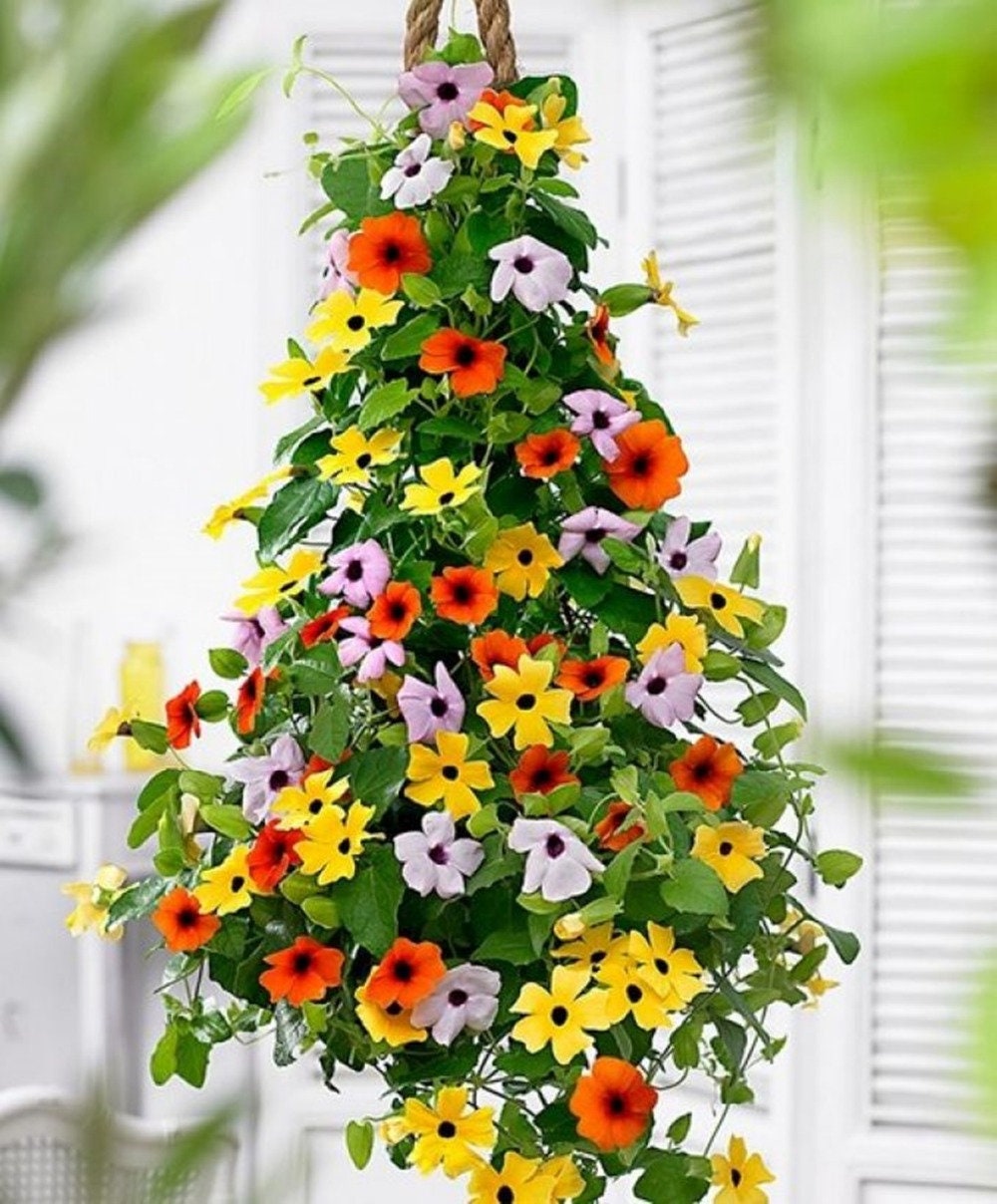 thunbergia-mix-03g-thunbergia-seeds-organic-thunbergia-etsy