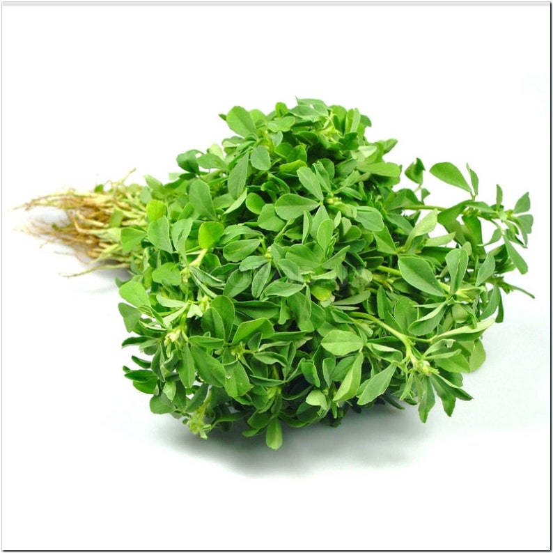 Trigonella Seeds200 Trigonella Caerulea L.fenugreek Etsy Norway