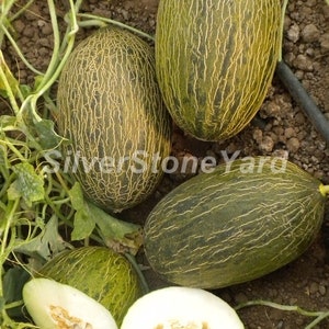 Melon seeds,  5000 Melon Alicante seeds, Rare melon seeds Ukrainian organic seeds, SW894
